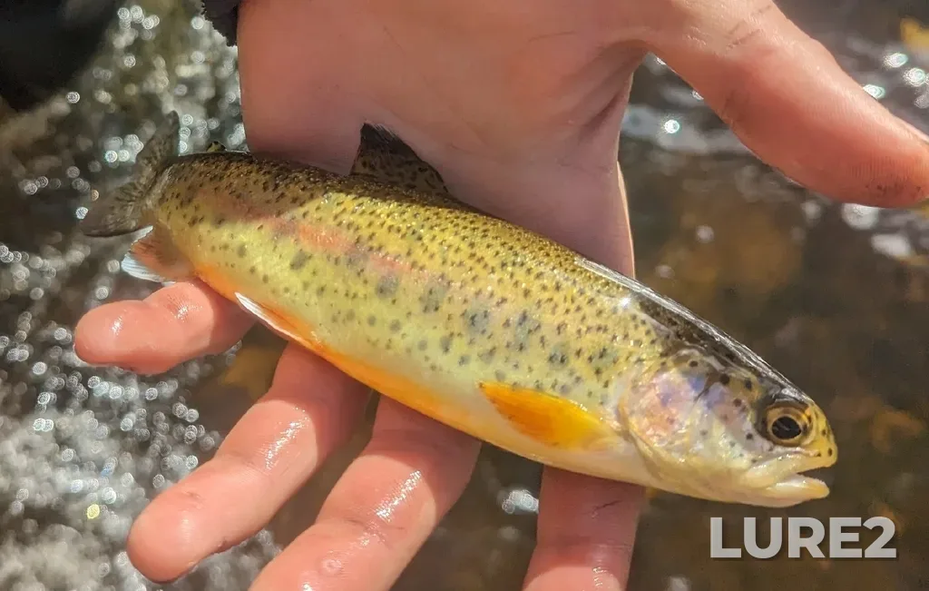 Rainbow trout — Bronte Creek, Oct 22, 2023, 11:11 AM