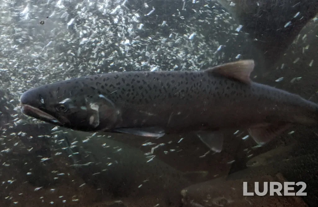 Coho salmon — Capilano River, Oct 12, 2019, 9:01 AM