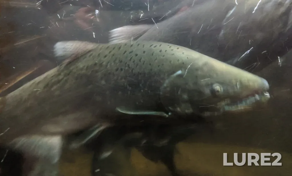 Chinook salmon — Capilano River, Oct 12, 2019, 9:02 AM