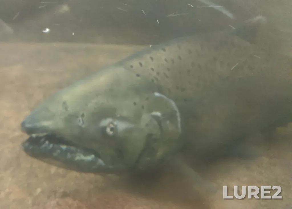 Chinook salmon — Capilano River, Oct 12, 2019, 10:11 AM