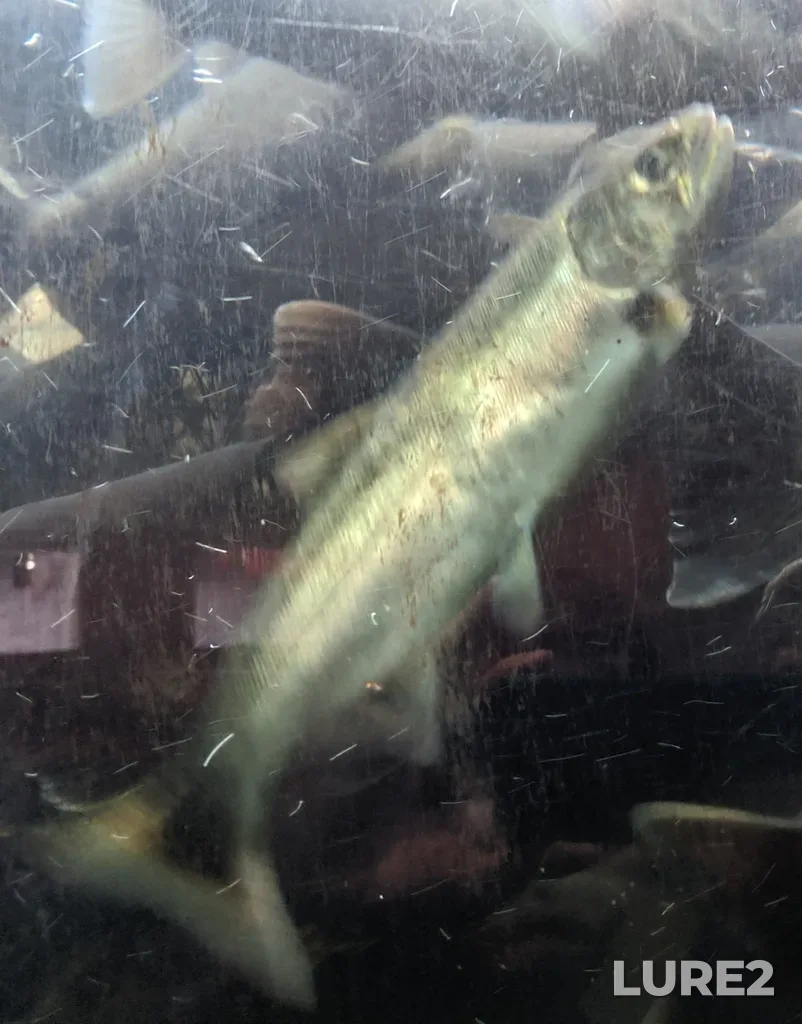 Coho salmon — Capilano River, Oct 12, 2019, 10:11 AM