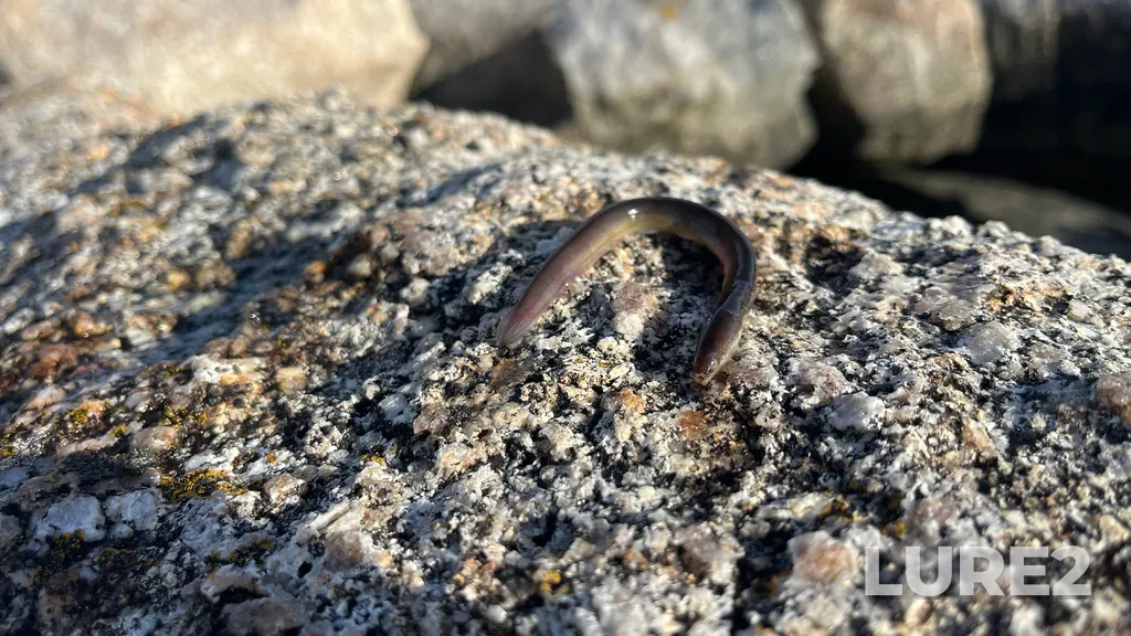 European eel — Peggys Cove, Mar 09, 4:56 PM