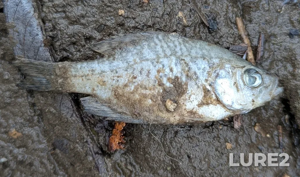 Black crappie — Speed River, Feb 20, 1:28 PM