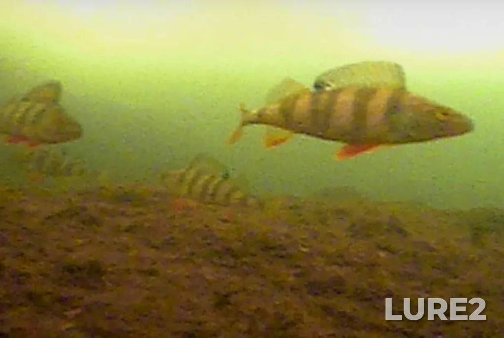 Perch — Serebry, Mar 17, 4:00 PM