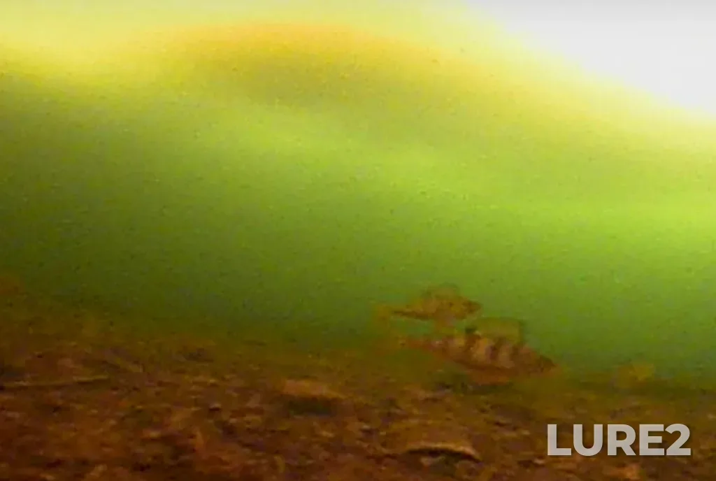 Perch — Serebry, Mar 17, 3:59 PM
