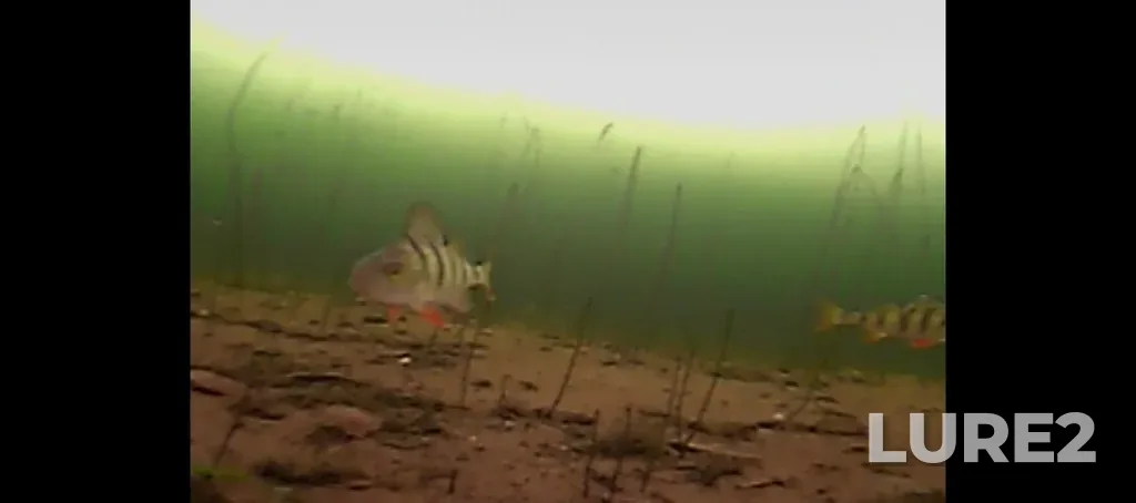 Perch — Argazinskoye, Mar 21, 4:06 PM