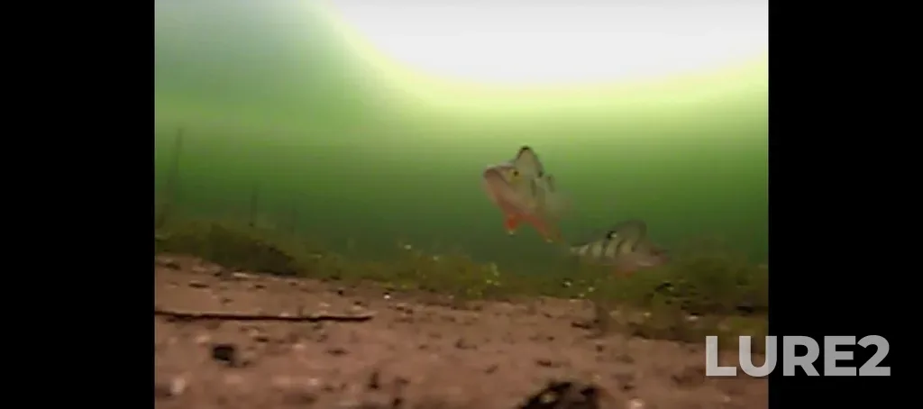 Perch — Argazinskoye, Mar 21, 3:17 PM