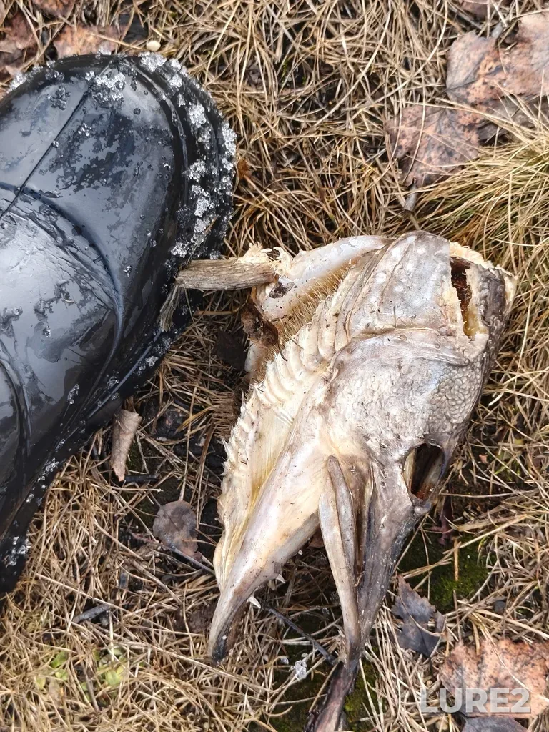 Pike — Argazinskoye, Mar 26, 10:21 AM