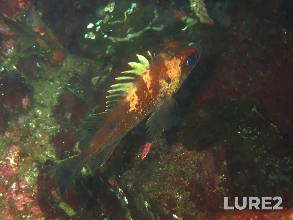 Rockfish — Ballenas Channel, Mar 26, 11:20 AM