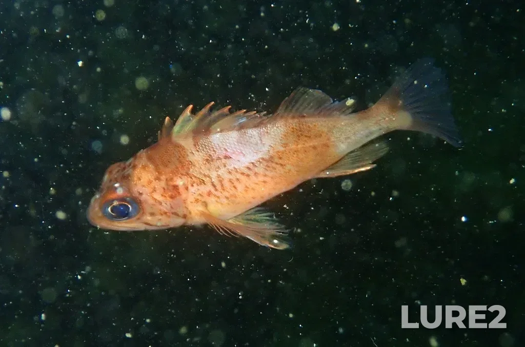 Rockfish — Ballenas Channel, Mar 26, 11:50 AM