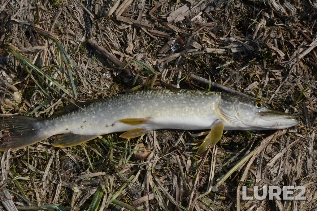 Pike — Selivanovskiy r-n, Vladimirskaya obl., Rossiya, Mar 28, 11:09 AM