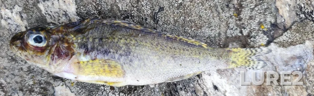 Ruffe — Chelyabinskaya obl., Rossiya, 456776, Mar 28, 3:38 PM