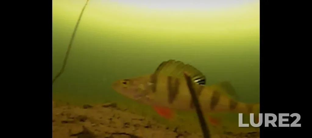 Perch — Argazinskoye, Mar 30, 11:34 AM