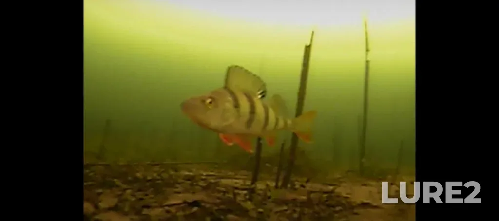 Perch — Argazinskoye, Mar 30, 12:00 PM