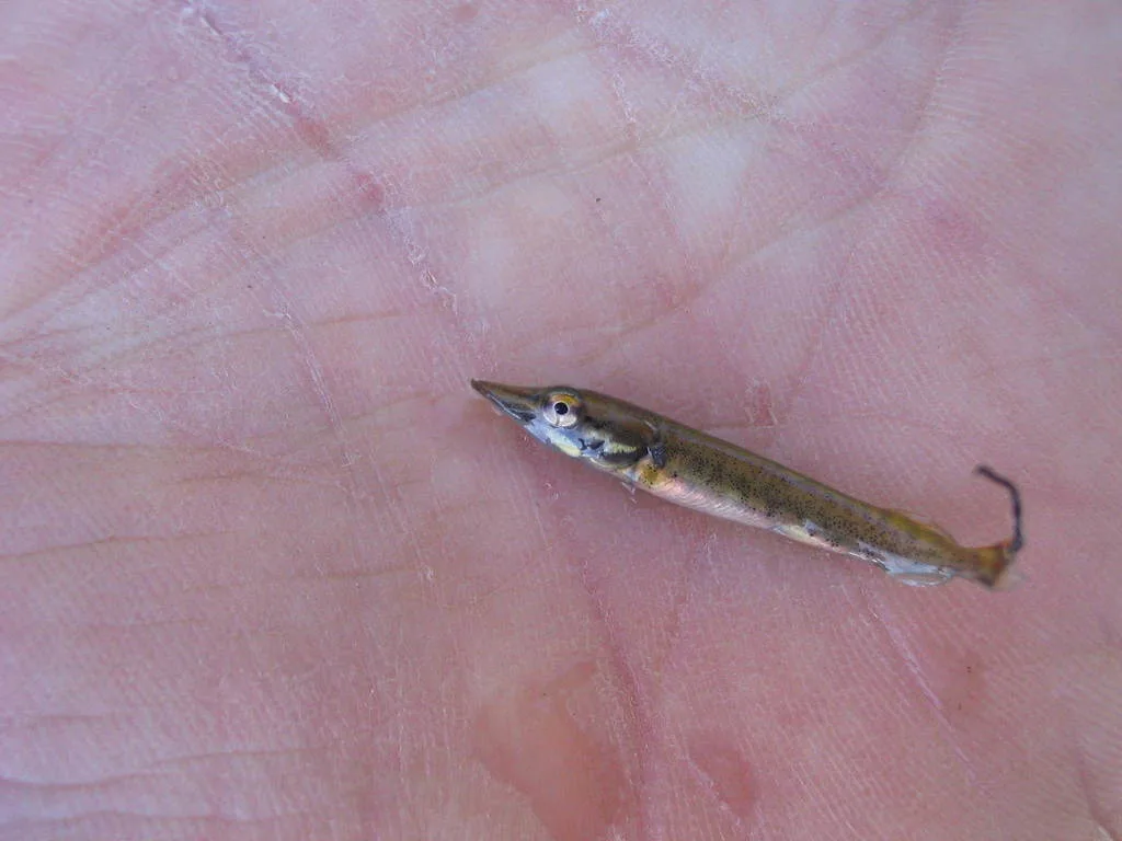 Pike — Kaministiquia River, Jun 8, 2006