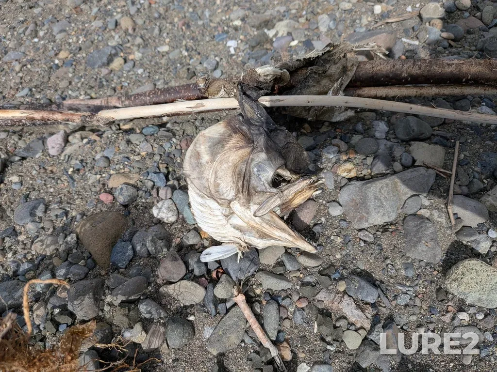 Sockeye salmon — Thompson River, Apr 02, 3:41 PM
