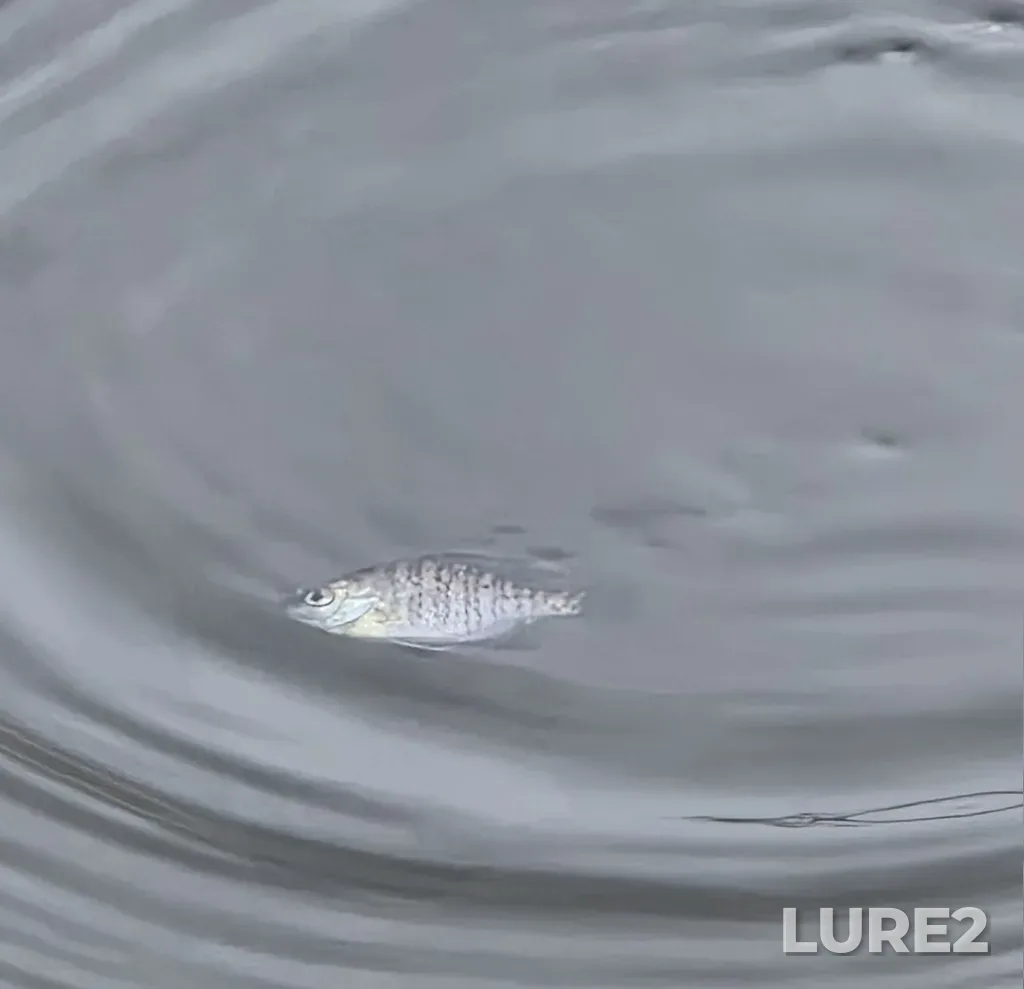 Bluegill — Mill Pond, Apr 03, 6:18 PM