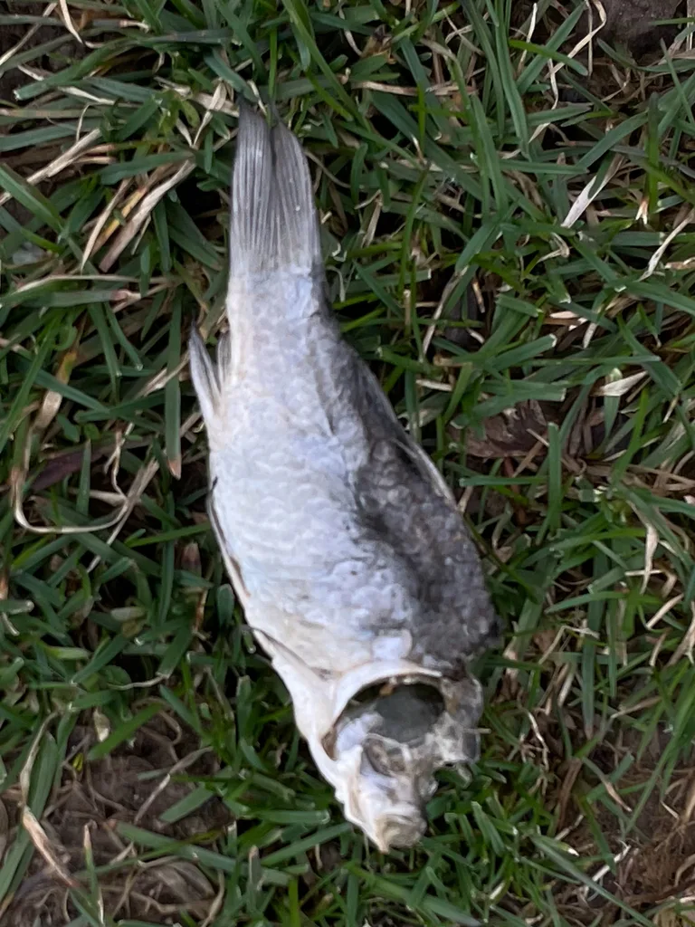 Crucian carp — Swan Lake, Apr 6, 2026