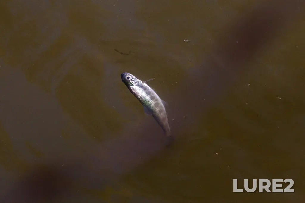 Rainbow trout — Nicola River, Apr 10, 10:54 AM