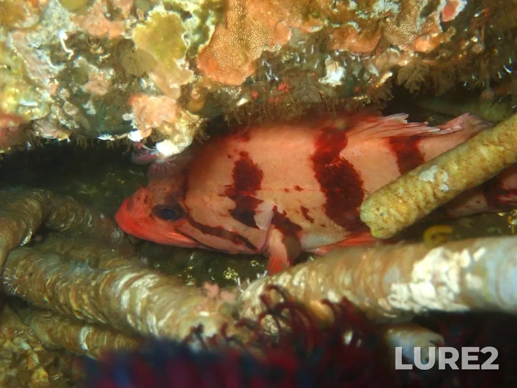 Rockfish — Gowlland Harbour, Apr 11, 7:58 AM