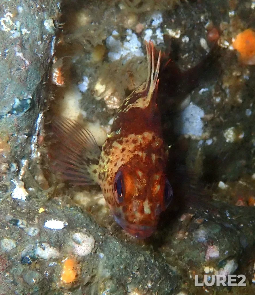 Rockfish — Gowlland Harbour, Apr 12, 10:11 AM