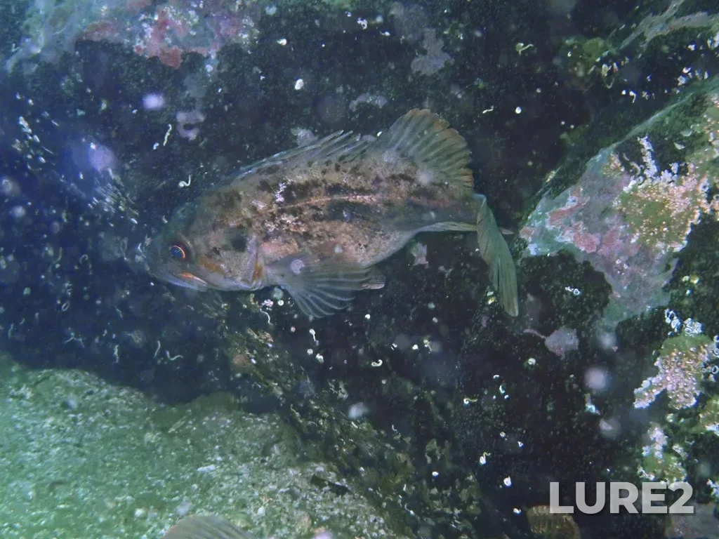Rockfish — Maple Bay, Apr 15, 3:17 PM