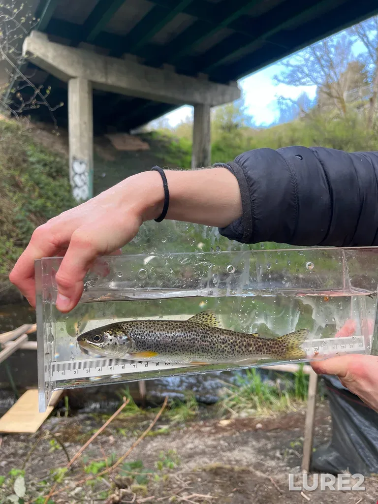 Cutthroat trout — Colquitz River, Apr 10, 8:46 AM