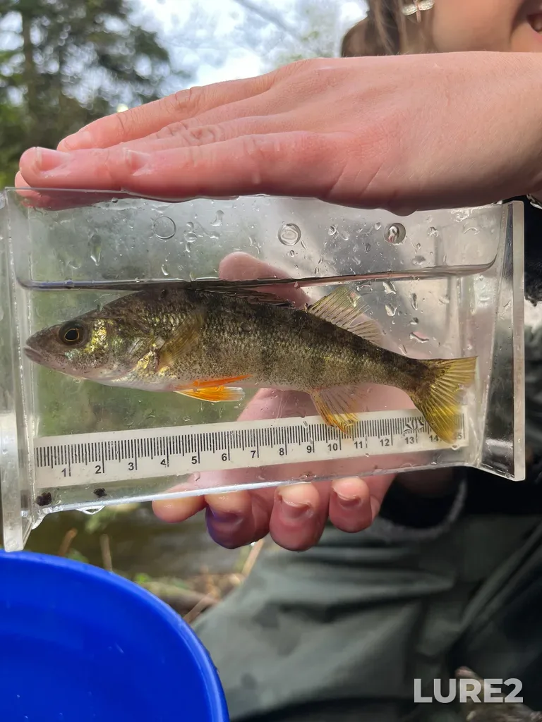 Yellow perch — Colquitz River, Apr 10, 9:03 AM