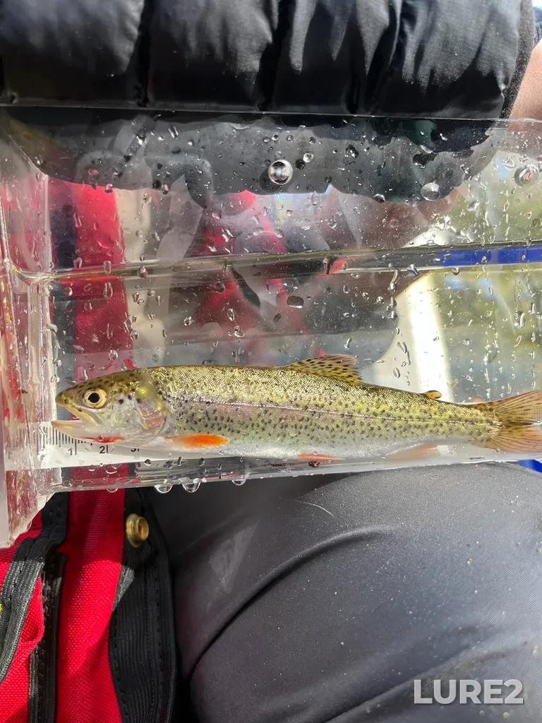 Cutthroat trout — Colquitz River, Apr 10, 9:08 AM