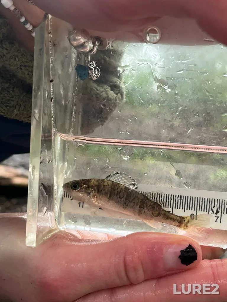 Yellow perch — Colquitz River, Apr 14, 8:21 AM