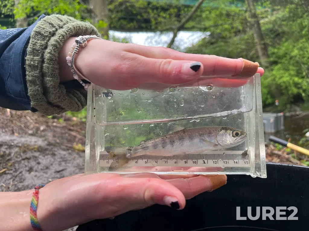 Coho salmon — Colquitz River, Apr 14, 8:23 AM