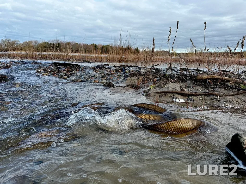 Carp — McLaughlin Bay, Apr 17, 8:58 AM