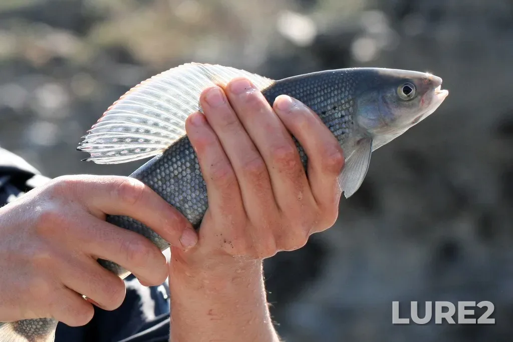 Grayling — Firth River, Jun 07, 2010, 5:38 PM