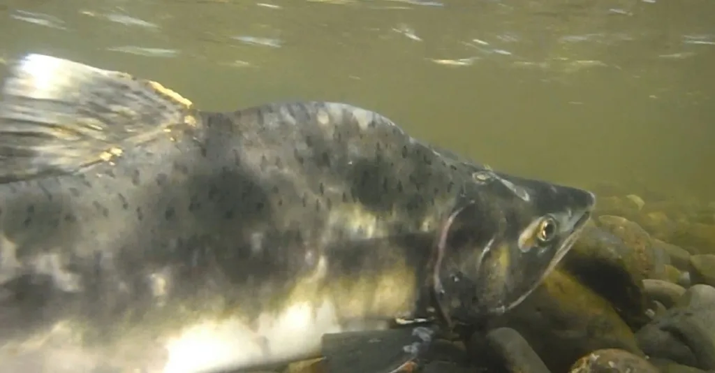 Pink salmon — Thompson River, Oct 3, 2019