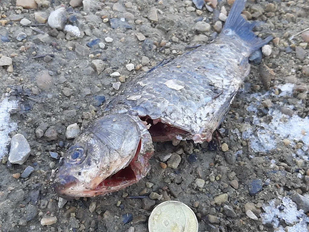 Crucian carp — Heritage Ranch Pond, Apr 18, 2026