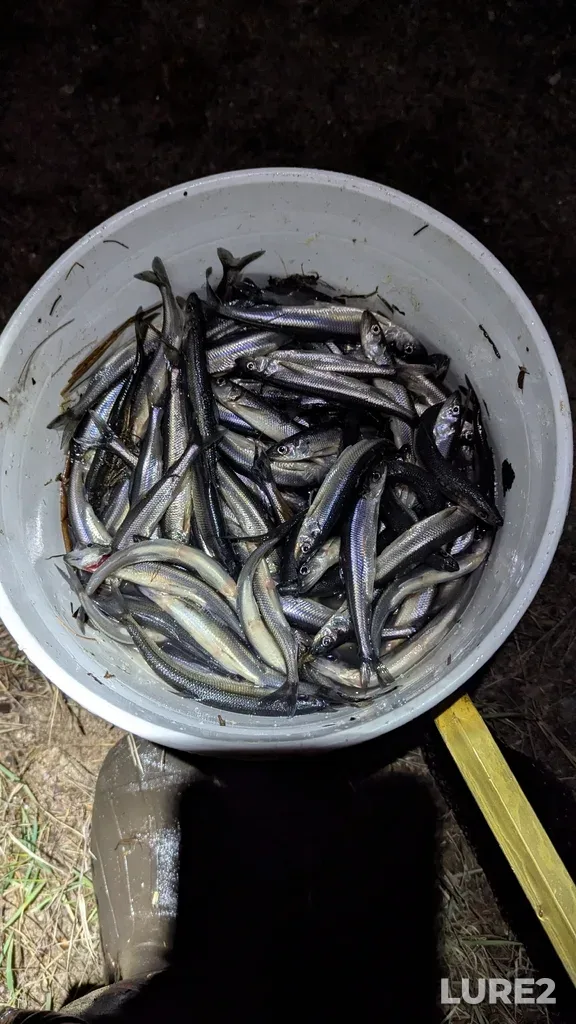 Rainbow smelt — Round Lake, Apr 18, 11:11 PM