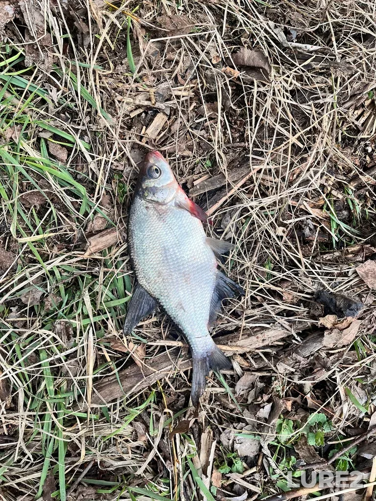 Bream — Volga, Apr 19, 12:10 PM