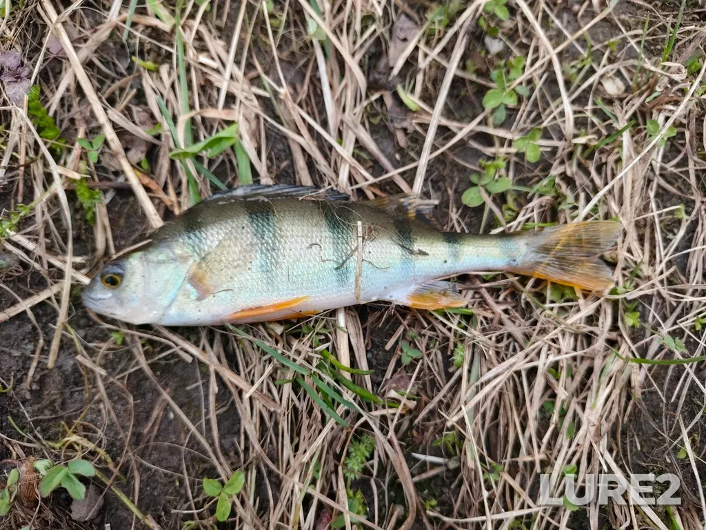 Perch — Kusa, Apr 21, 7:38 AM