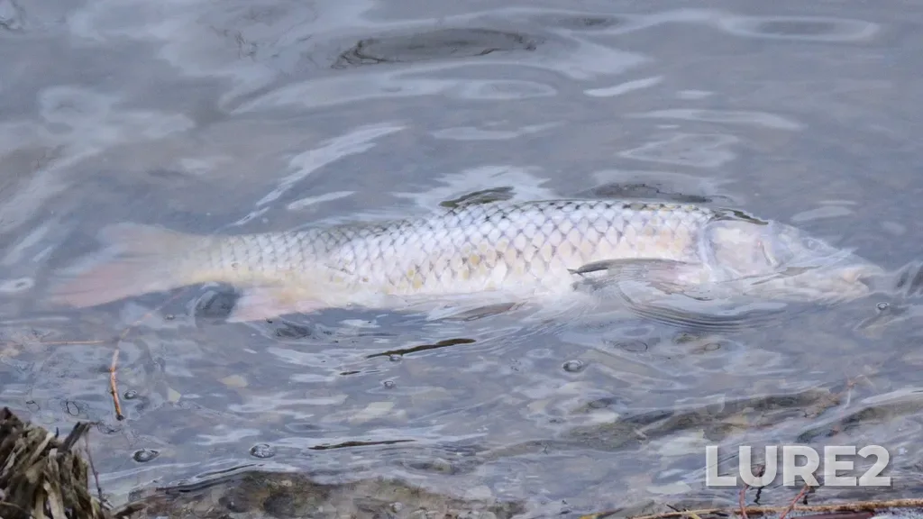 Carp — Gorodnya, Apr 19, 1:45 PM