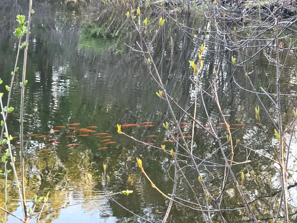 Crucian carp — North Thames River, Apr 22, 2026