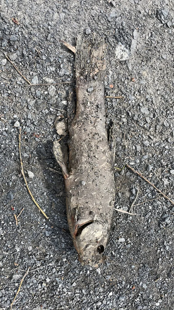 Tench — Richelieu River, Apr 24, 2026