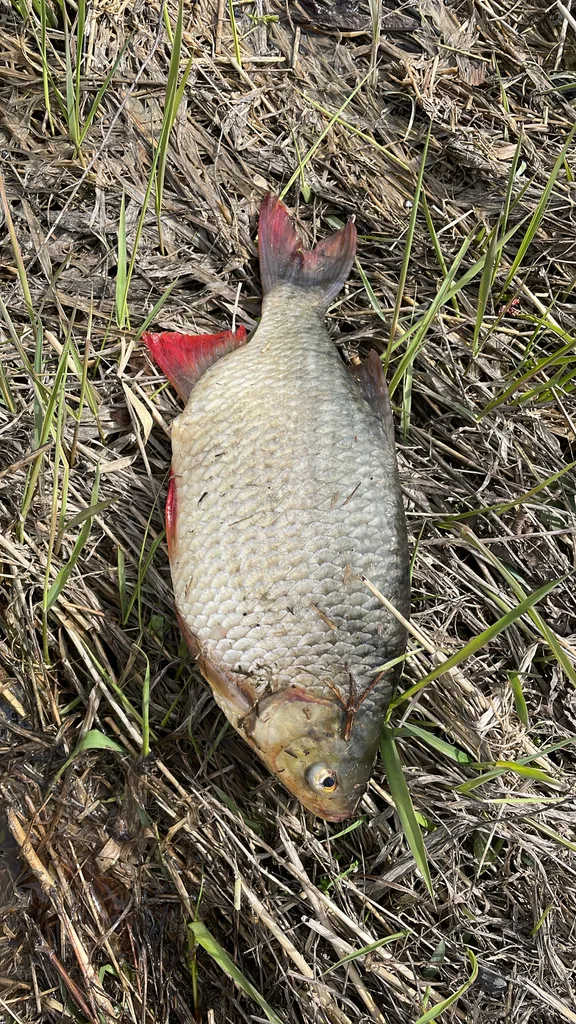 Rudd — Richelieu River, Apr 24, 2026