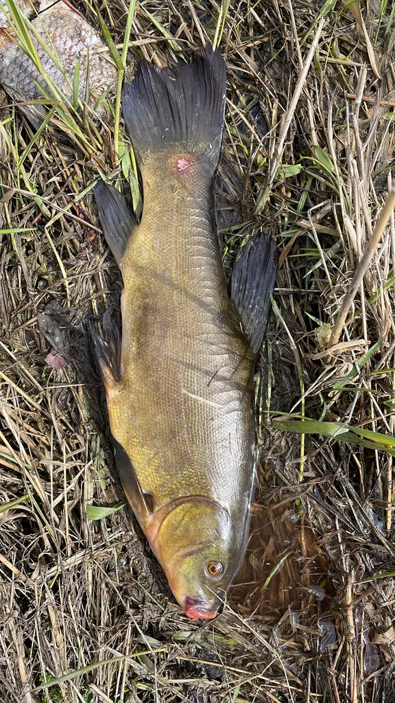 Tench — Richelieu River, Apr 24, 2026
