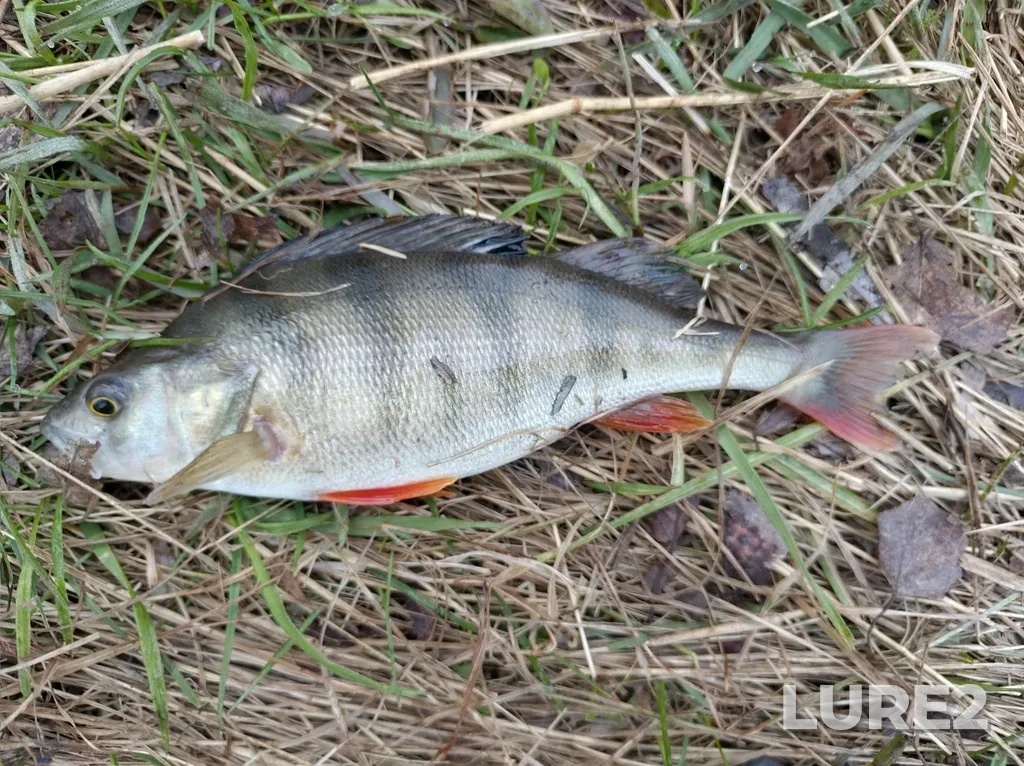 Perch — Miass, Apr 25, 5:56 AM