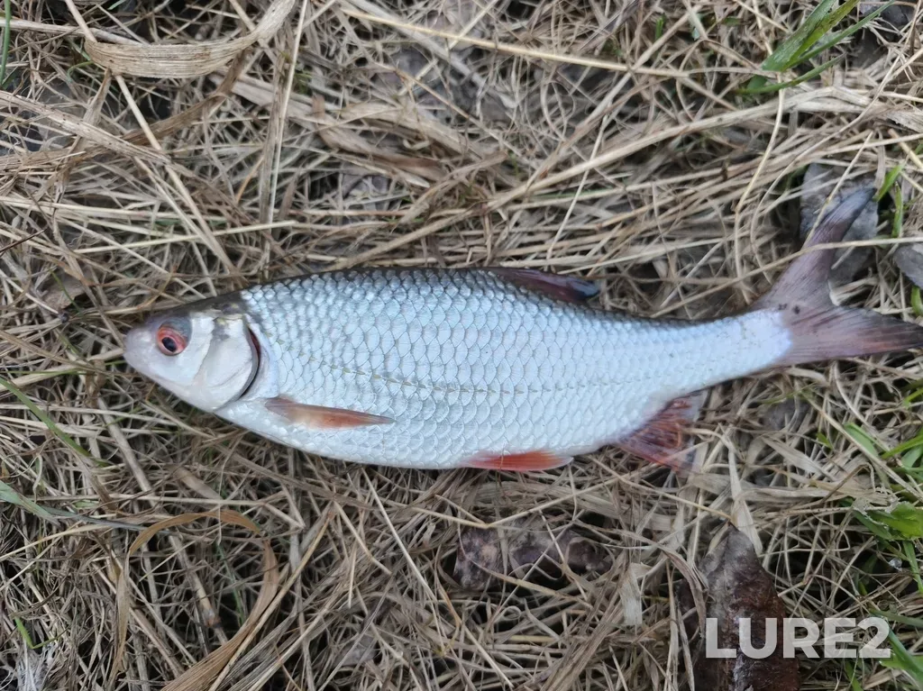 Roach — Miass, Apr 25, 5:59 AM