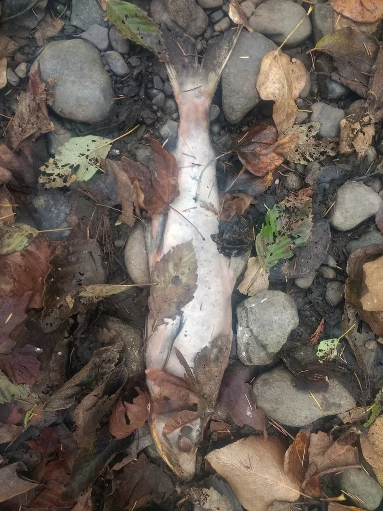 Pink salmon — Puntledge River, Nov 7, 2019