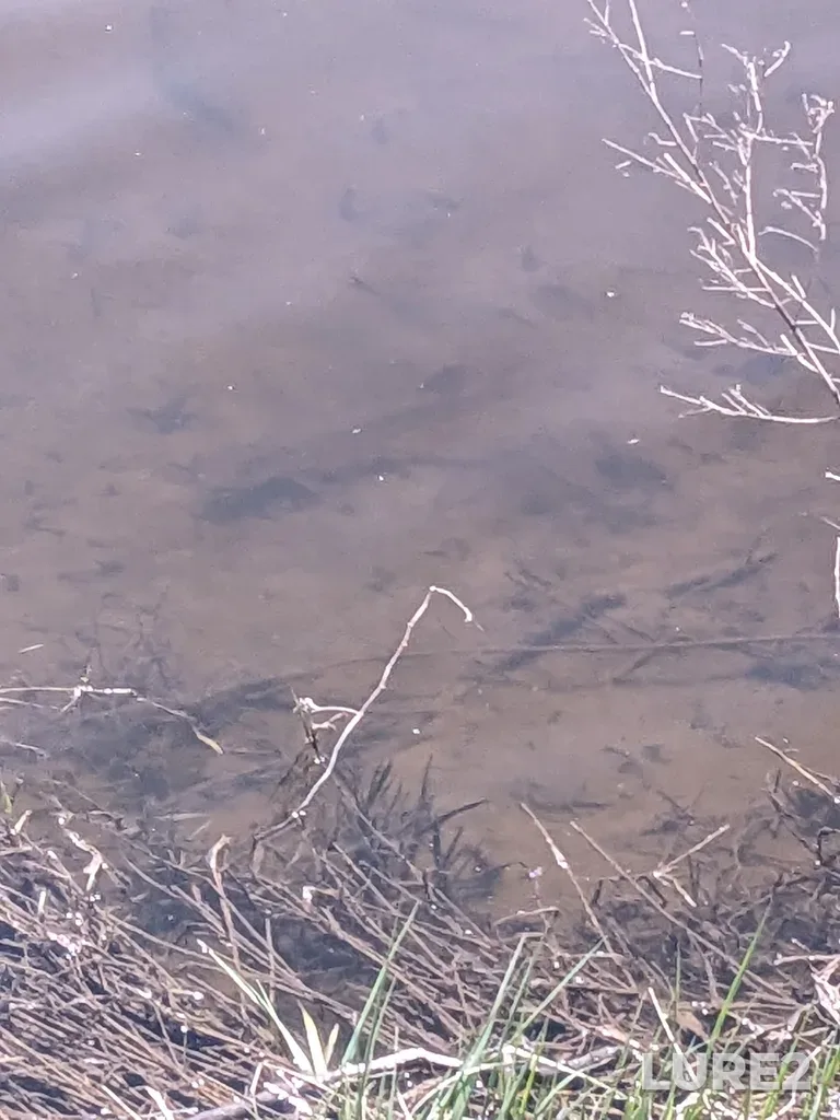 Pike — Speed River, Apr 26, 1:04 PM