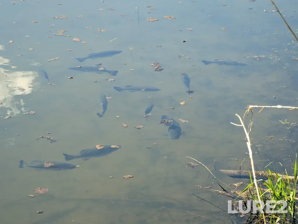 Largemouth bass — South Lagoon, Apr 26, 3:31 PM