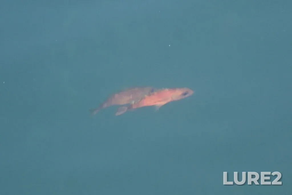 Rockfish — Victoria Outer Harbour, Apr 24, 1:36 PM
