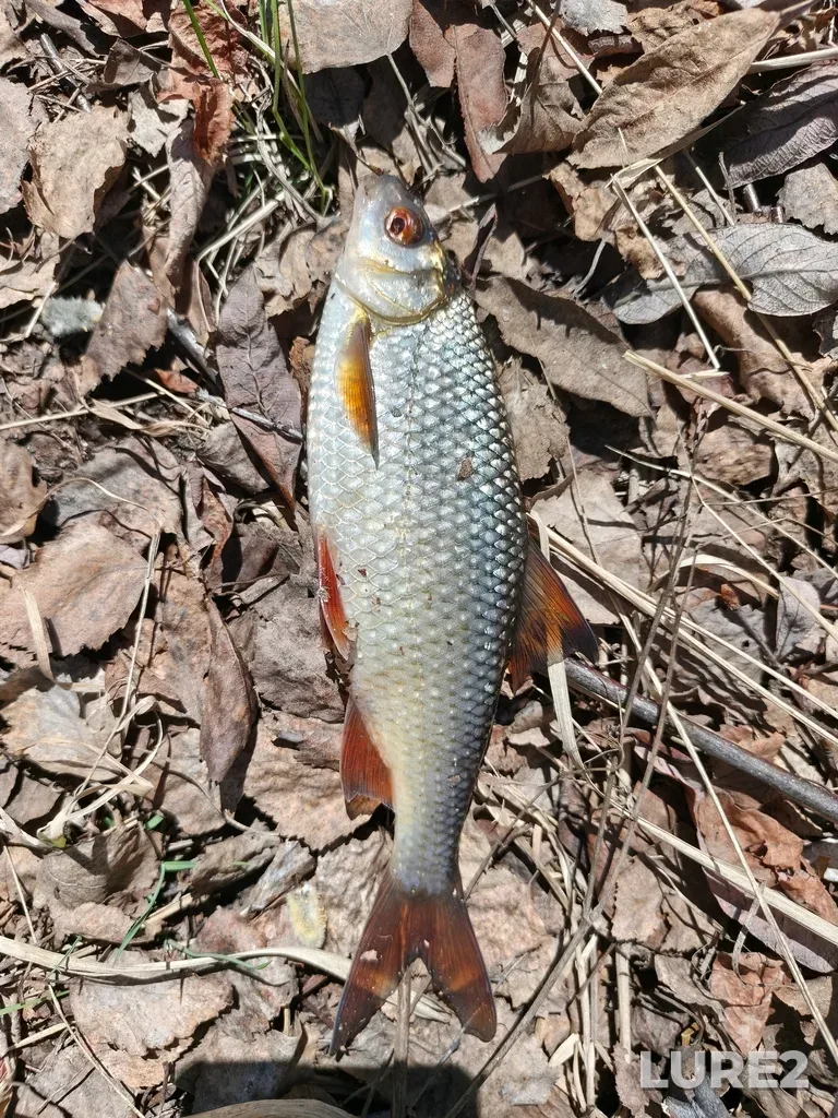 Roach — Argazinskoye, Apr 27, 11:14 AM